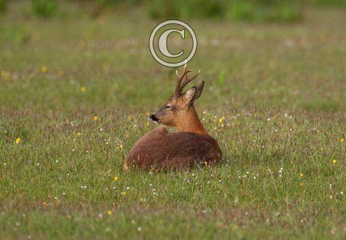 Roe Deer Buck DM1118